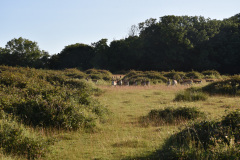 DSC_1772